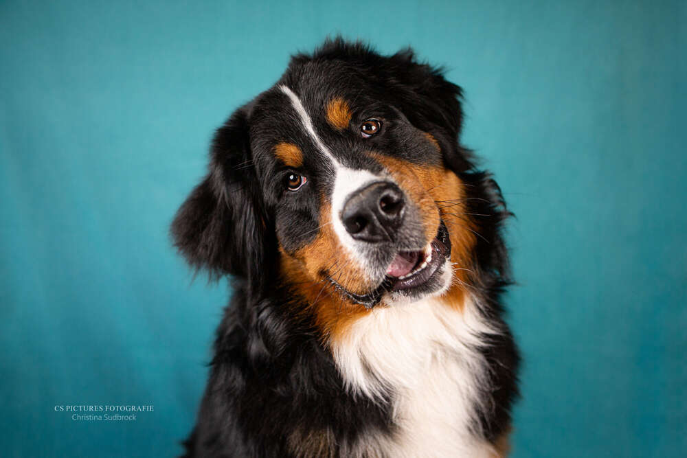 Berner Sennenhund im Fotostudio (CS Pictures Fotografie)