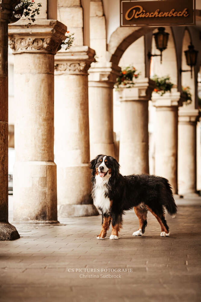 Berner Sennenhund in Münster (CS Pictures Fotografie)