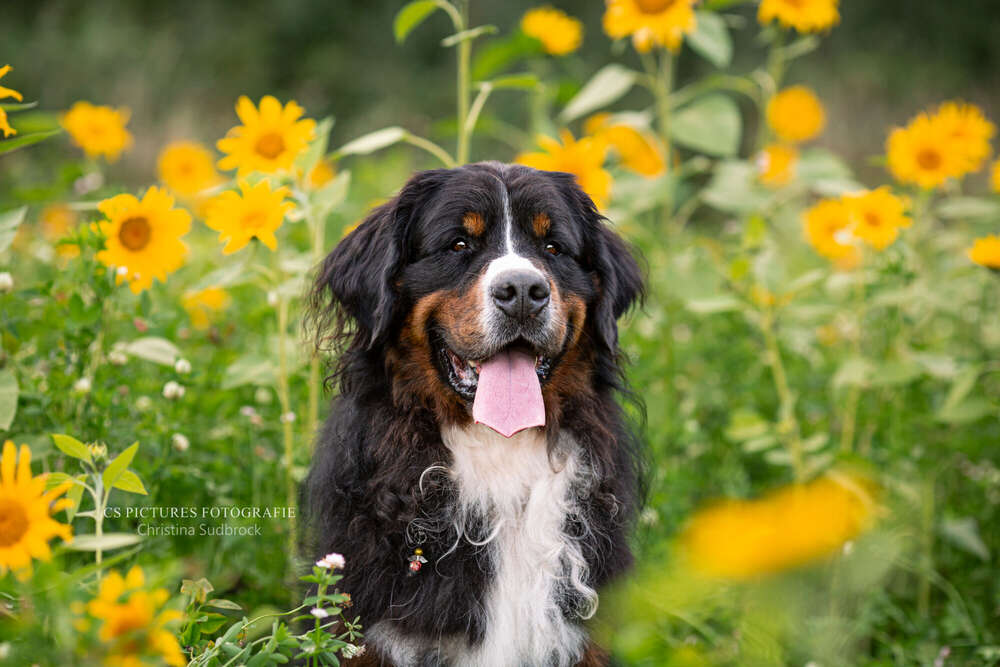 CS Pictures Fotografie