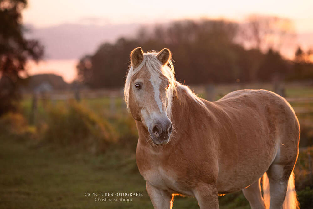 CS Pictures Fotografie