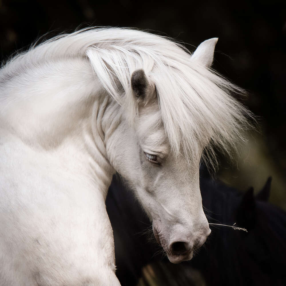 Zauberseelen Fotografie Birte Scheel