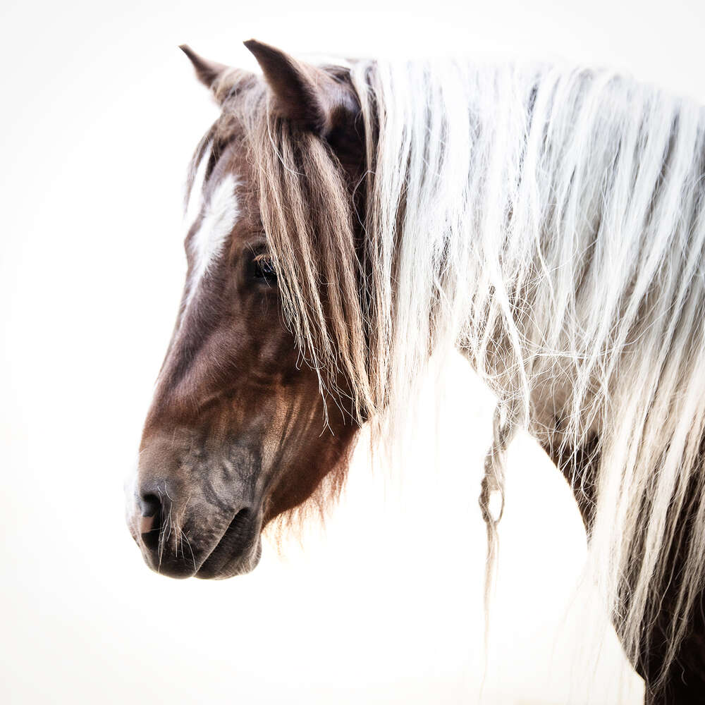 Zauberseelen Fotografie Birte Scheel