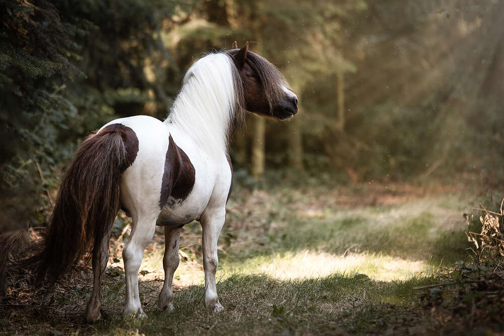 Zauberseelen Fotografie Birte Scheel