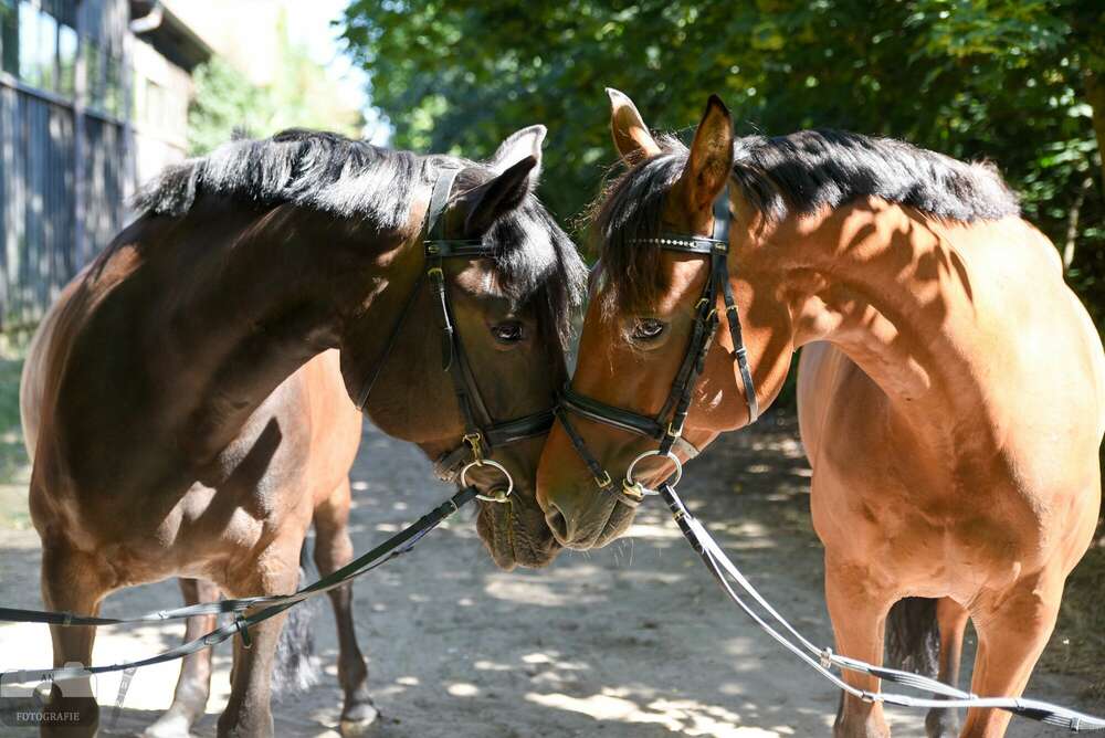 Noack media production GbR