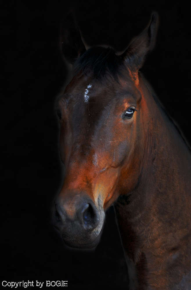 BOGIE - Photography & Videography