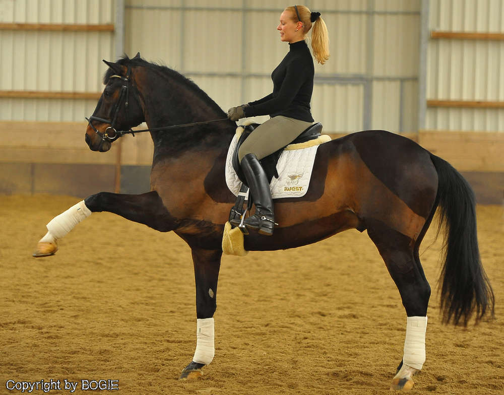 BOGIE - Photography & Videography