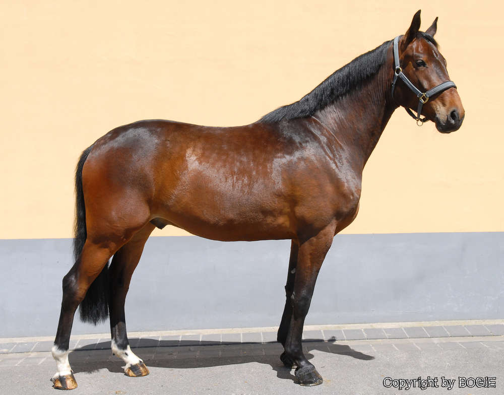 BOGIE - Photography & Videography