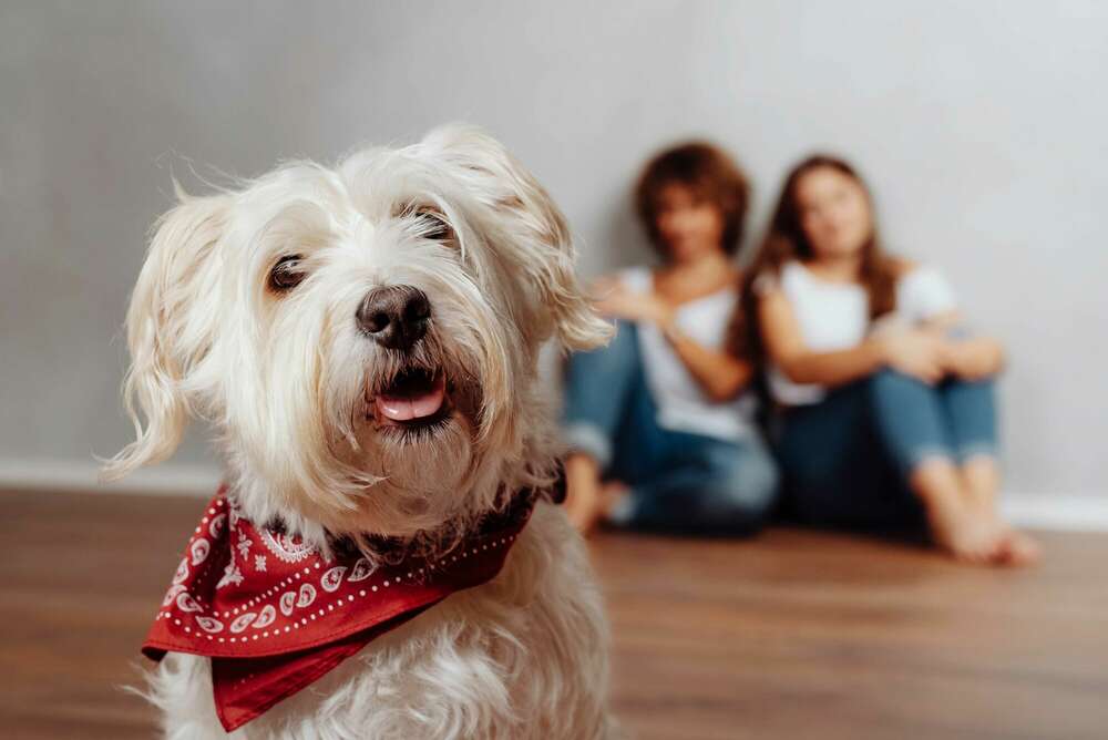 Hund Familie (Portrait Salon Fotostudio Meisterbetrieb)