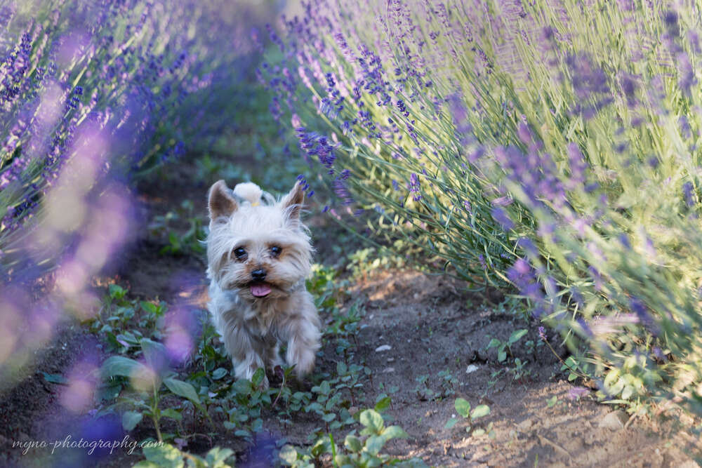 Hundeportraits am Lavendelfeld (myno-photography)