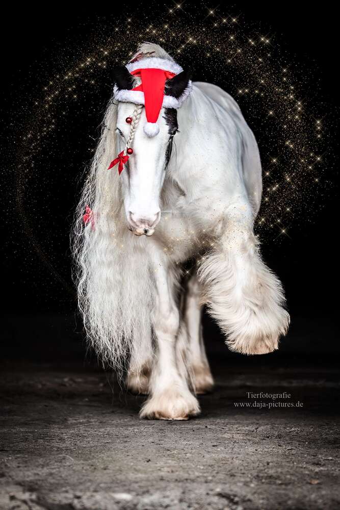 Tierfotografie daja-pictures