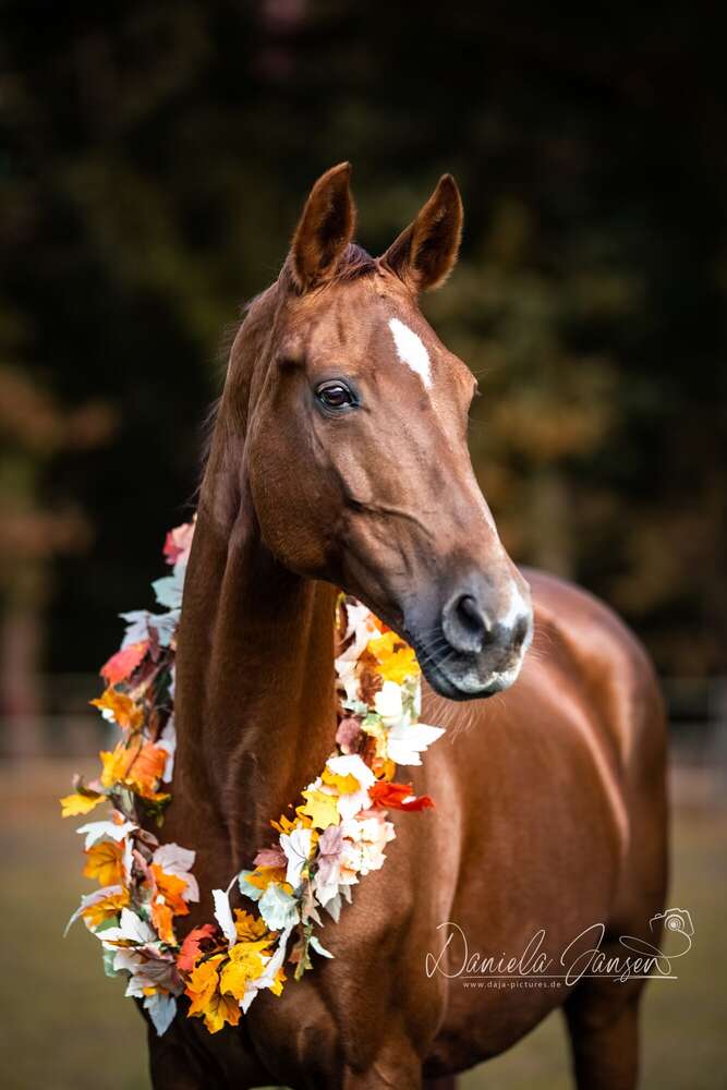 Tierfotografie daja-pictures