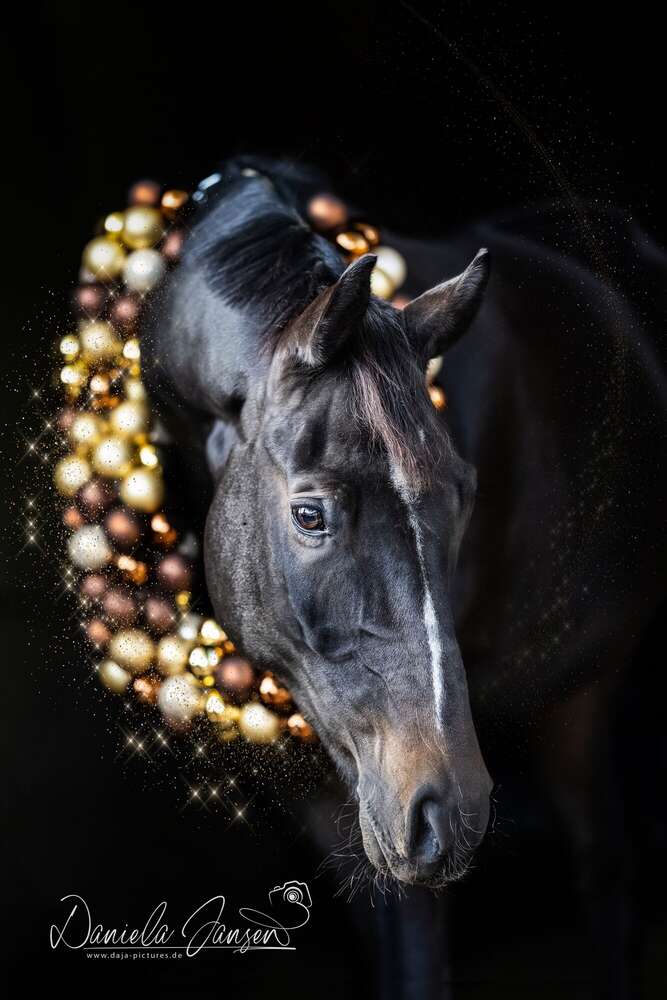 Tierfotografie daja-pictures