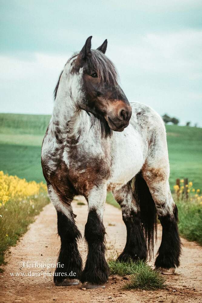 Tierfotografie daja-pictures