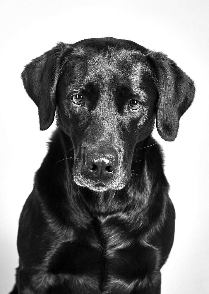 Hundefotografie (Auen60Photography)