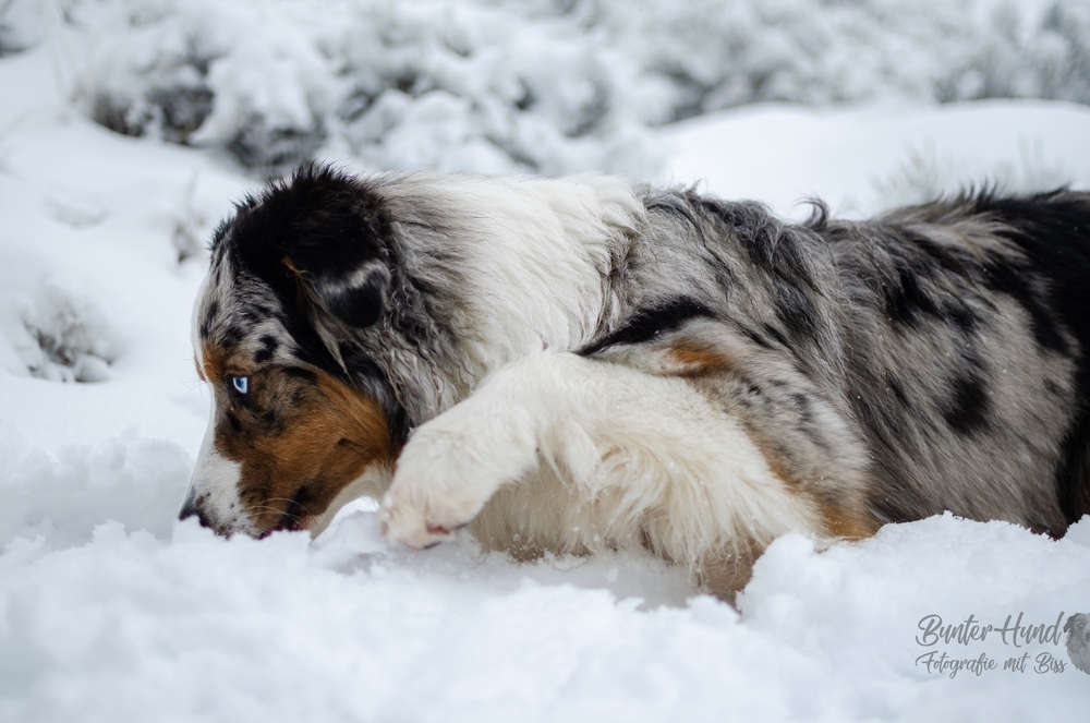 Bunter Hund- Fotografie mit Biss