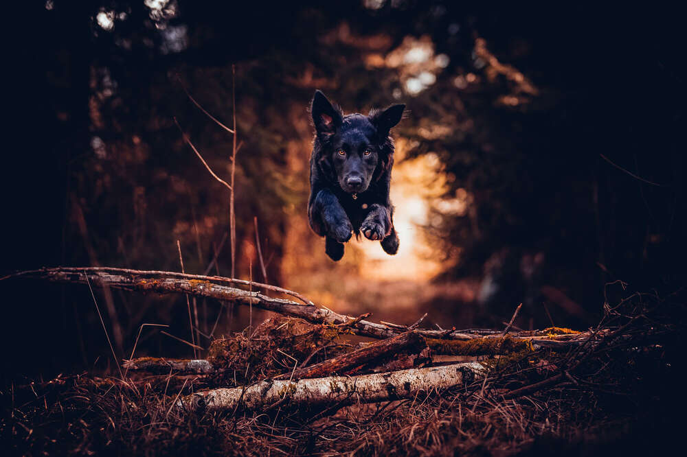 Element People Photography (Element People Photography)