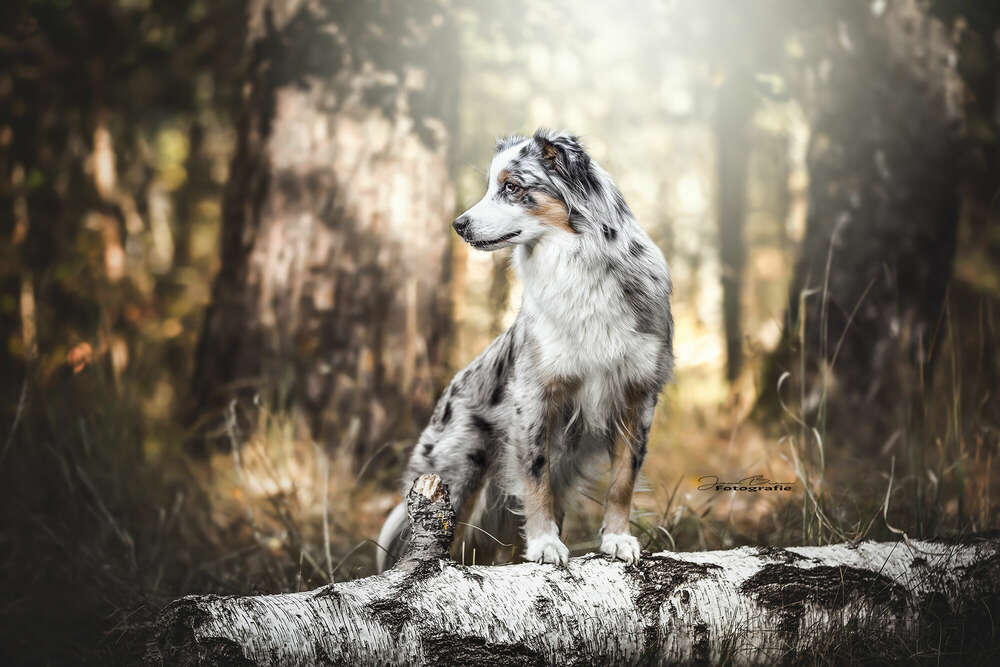 in the wood (Janabraunfotografie)