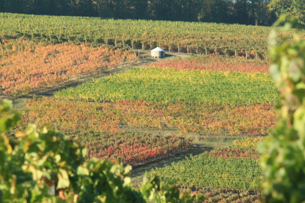 Farbenvielfalt (Foto Dinger)