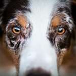 BeShepherd Fotografie