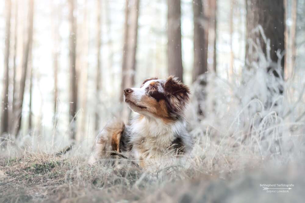 BeShepherd Fotografie