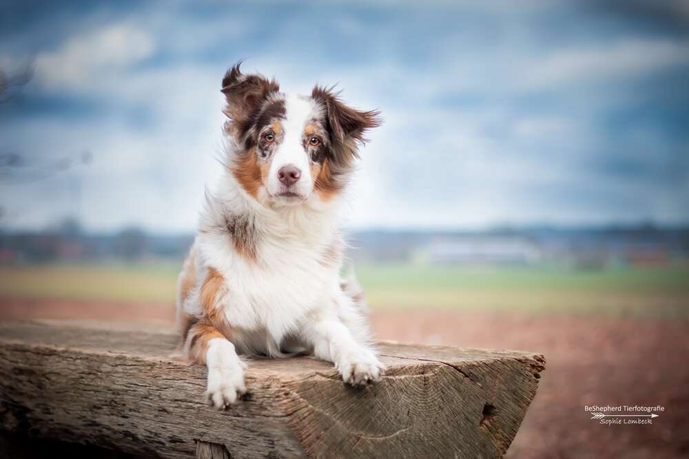Stürmischer Tag (BeShepherd Fotografie)