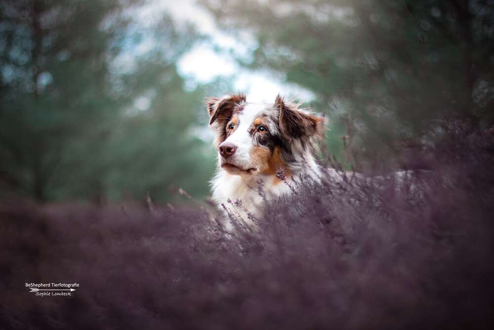 Heidetraum (BeShepherd Fotografie)