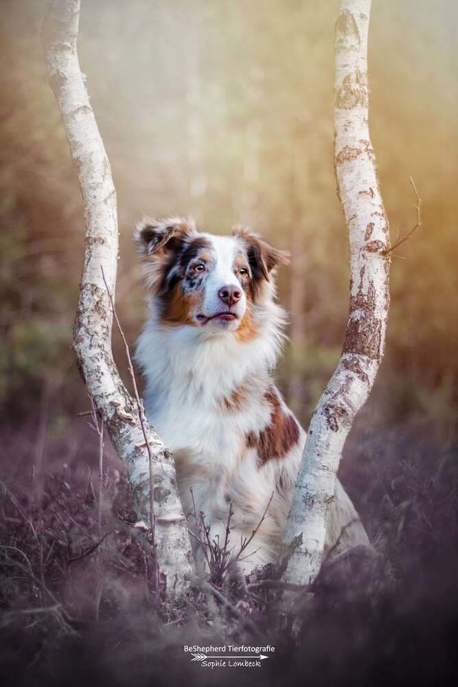 Vielfalt in der Heide (BeShepherd Fotografie)